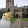 Exmouth 2026 - 74. Exeter - seagull