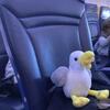 Exmouth 2026 - 80. seagull - to Hungary1
